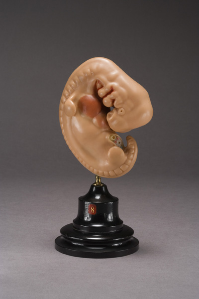 EMBRIONE DI ZIEGLER, sviluppo dell'embrione umano (modello anatomico, opera isolata) di Ziegler, Friedrich (laboratorio) (fine XIX)