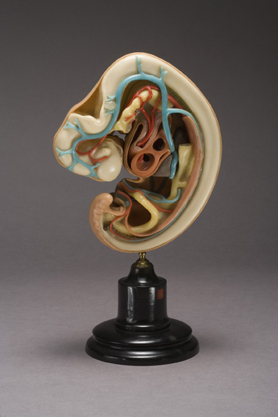 EMBRIONE DI ZIEGLER, sviluppo dell'embrione umano (modello anatomico, opera isolata) di Ziegler, Friedrich (laboratorio) (fine XIX)