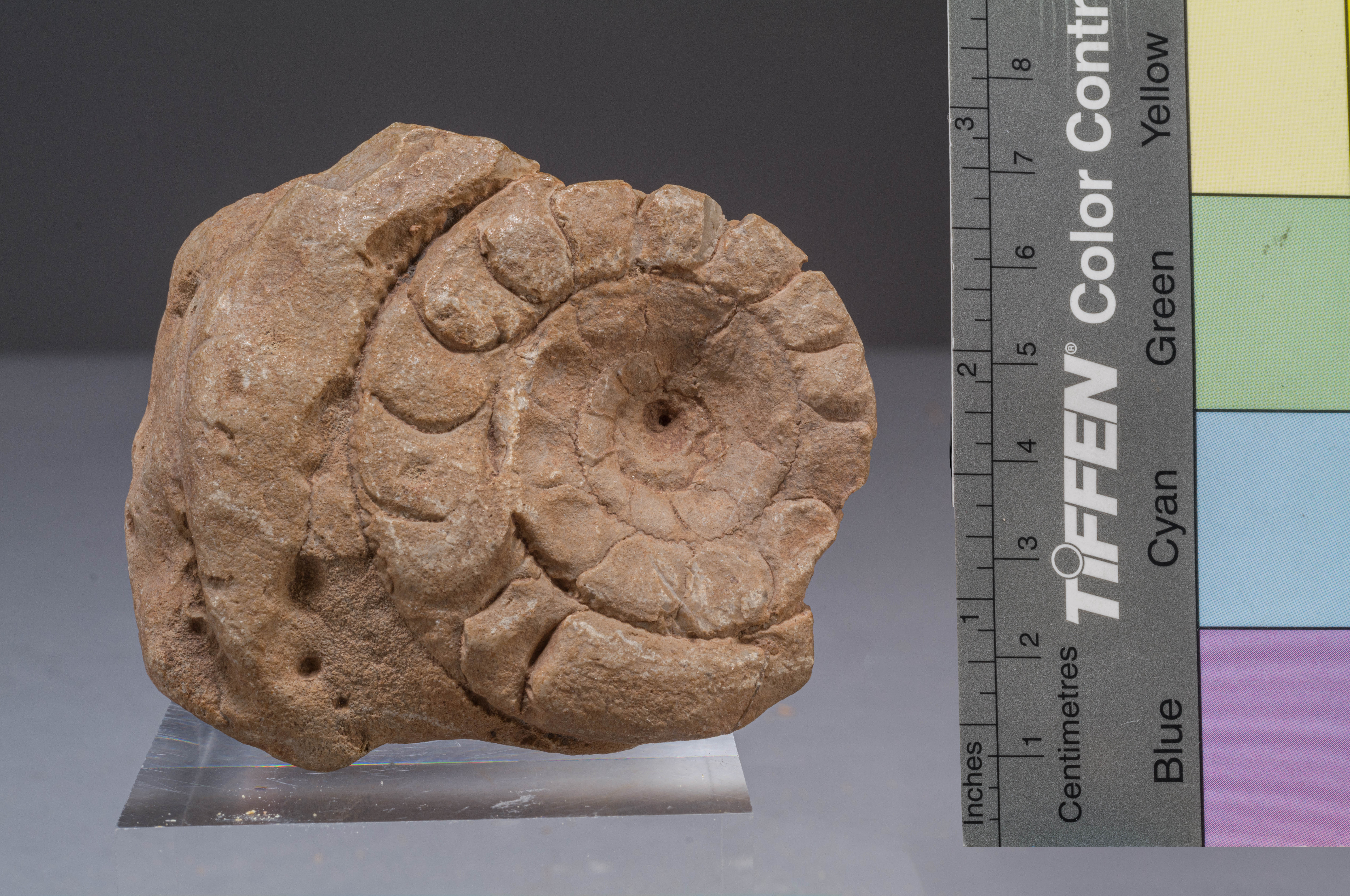 fossile (calco di ammonite, esemplare)