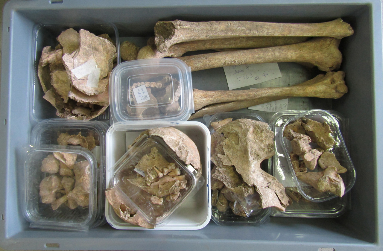 reperti antropologici pertinenti a più individui, reperto osteo-dentario (morfologia naturale, inumato) (PERIODIZZAZIONI/ STORIA/ Età antica/ Età romana/ Età romana imperiale)