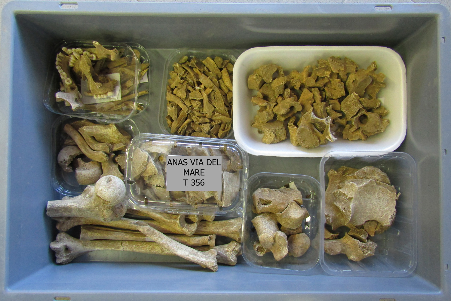 reperti antropologici pertinenti a più individui, reperto osteo-dentario (morfologia naturale, inumato) (PERIODIZZAZIONI/ STORIA/ Età antica/ Età romana/ Età romana imperiale)