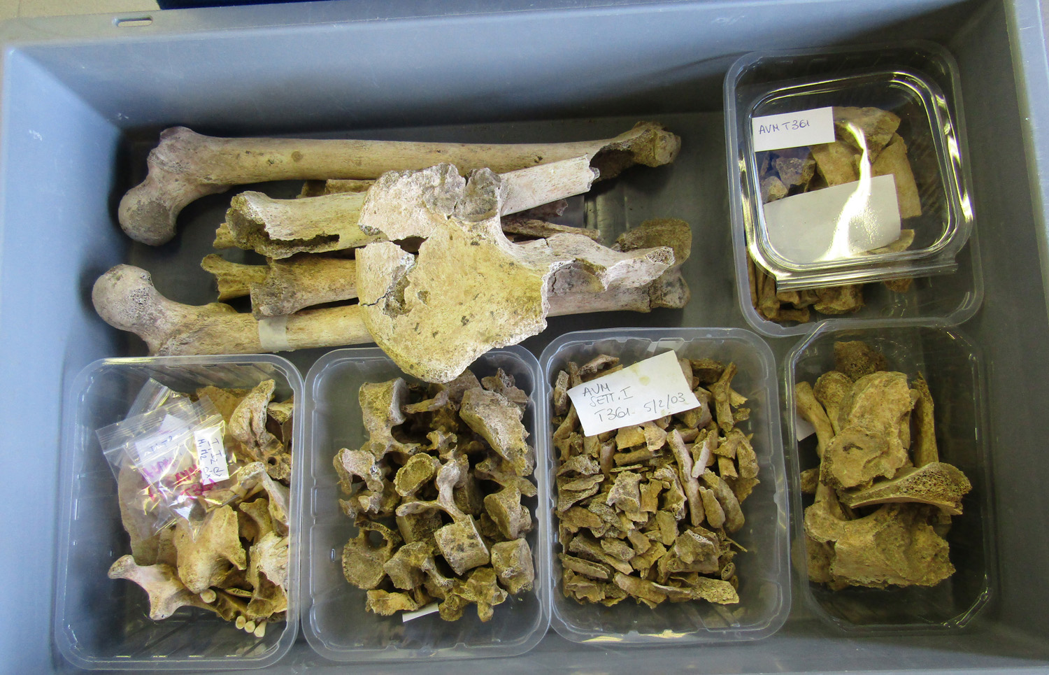 reperti antropologici pertinenti a un unico individuo, reperto osteo-dentario (morfologia naturale, inumato) (PERIODIZZAZIONI/ STORIA/ Età antica/ Età romana/ Età romana imperiale)