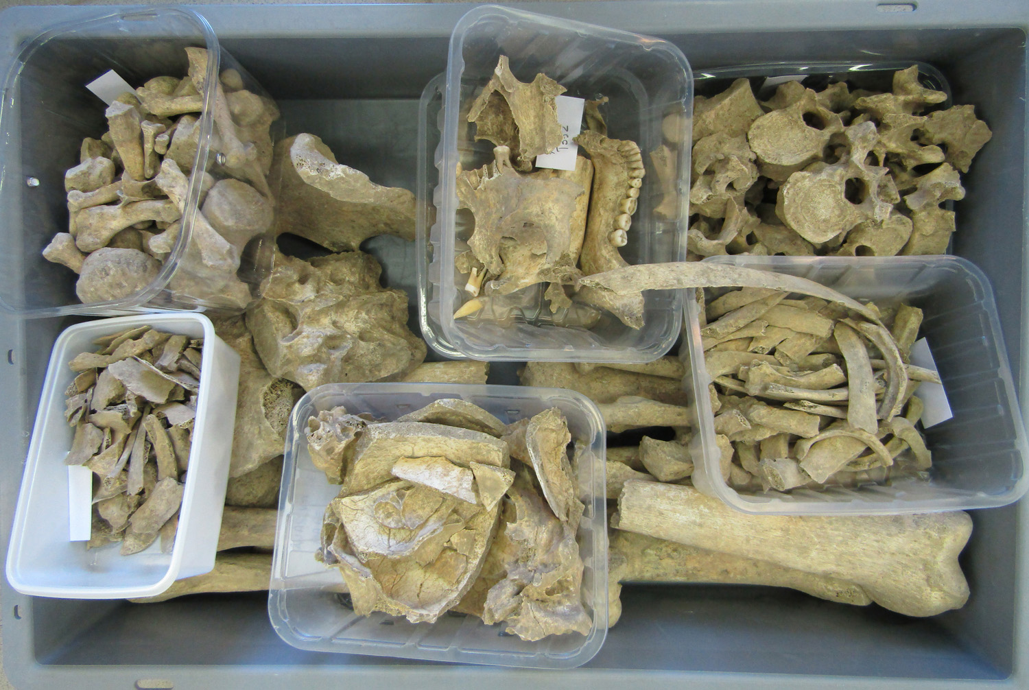 reperti antropologici pertinenti a un unico individuo, reperto osteo-dentario (morfologia naturale, inumato) (PERIODIZZAZIONI/ STORIA/ Età antica/ Età romana/ Età romana imperiale)