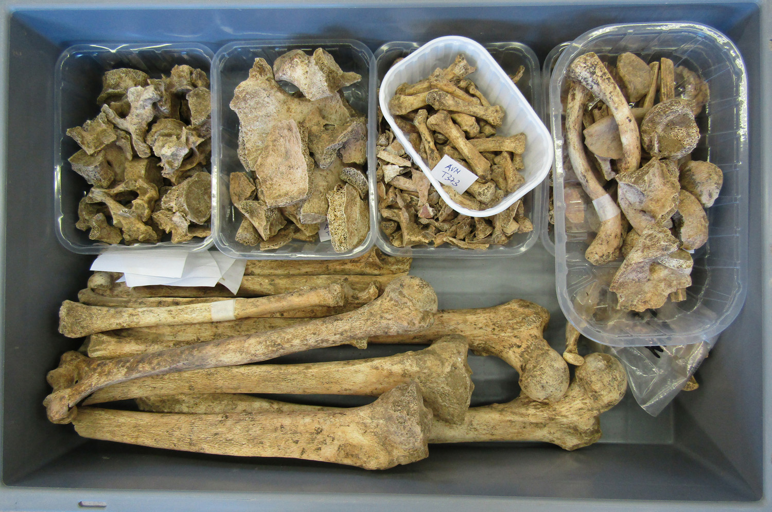 reperti antropologici pertinenti a un unico individuo, reperto osteo-dentario (morfologia naturale, inumato) (PERIODIZZAZIONI/ STORIA/ Età antica/ Età romana/ Età romana imperiale)