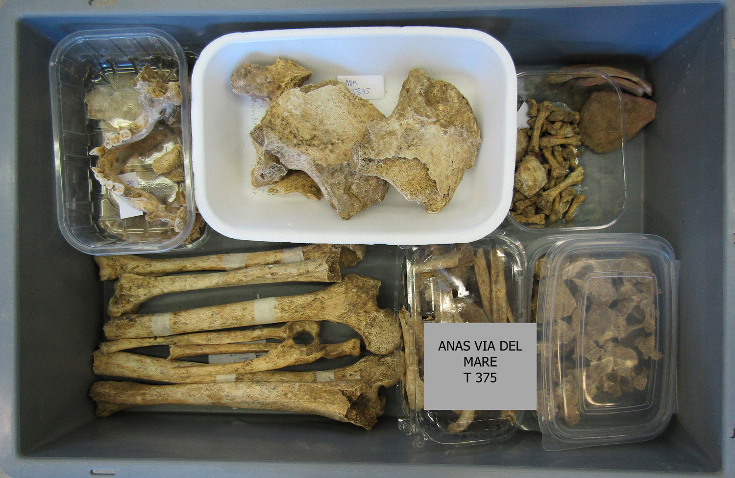 reperti antropologici pertinenti a un unico individuo, reperto osteo-dentario (morfologia naturale, inumato) (PERIODIZZAZIONI/ STORIA/ Età antica/ Età romana/ Età romana imperiale)