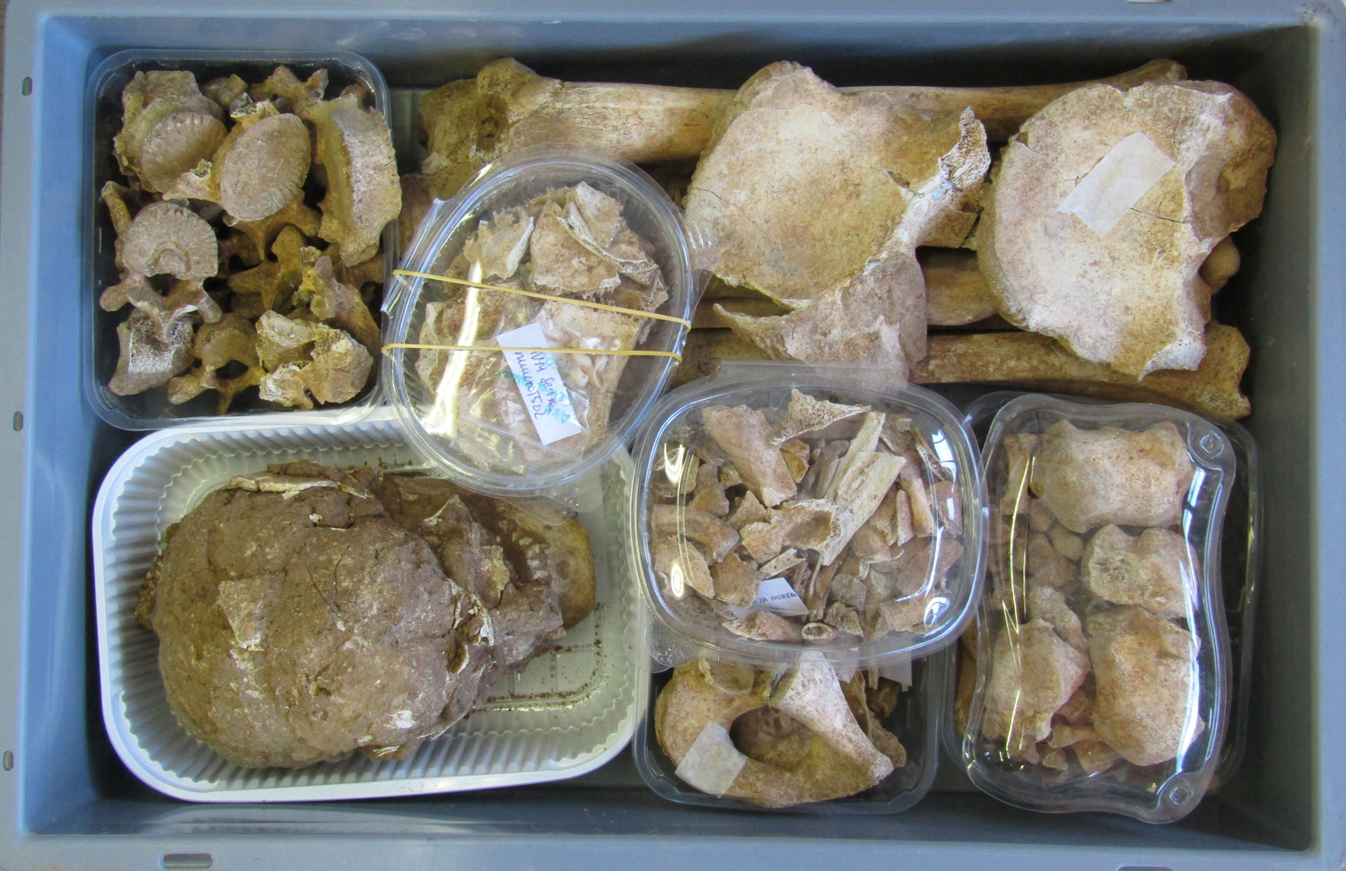 reperti antropologici pertinenti a un unico individuo, reperto osteo-dentario (morfologia naturale, inumato) (PERIODIZZAZIONI/ STORIA/ Età antica/ Età romana/ Età romana imperiale)