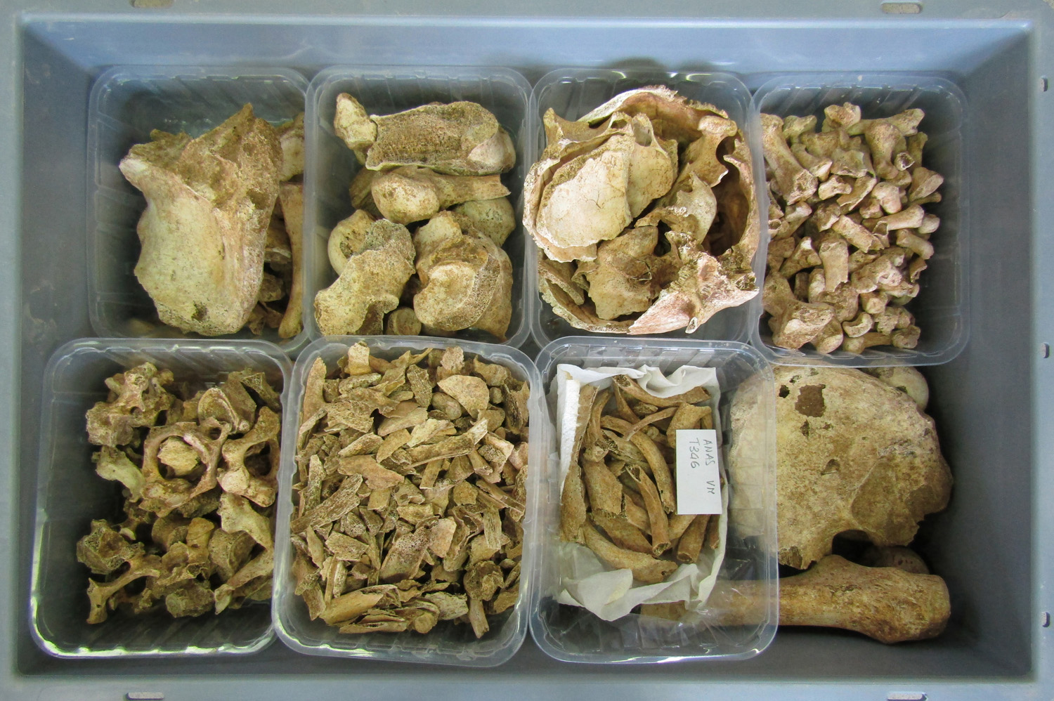 reperti antropologici pertinenti a un unico individuo, reperto osteo-dentario (morfologia naturale, inumato) (PERIODIZZAZIONI/ STORIA/ Età antica/ Età romana/ Età romana imperiale)