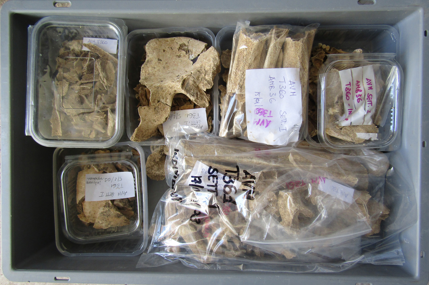 reperti antropologici pertinenti a un unico individuo, reperto osteo-dentario (morfologia naturale, inumato) (PERIODIZZAZIONI/ STORIA/ Età antica/ Età romana/ Età romana imperiale)