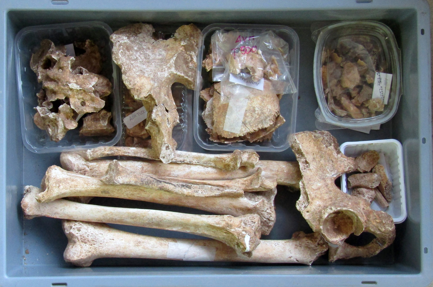 reperti antropologici pertinenti a un unico individuo, reperto osteo-dentario (morfologia naturale, inumato) (PERIODIZZAZIONI/ STORIA/ Età antica/ Età romana/ Età romana imperiale)