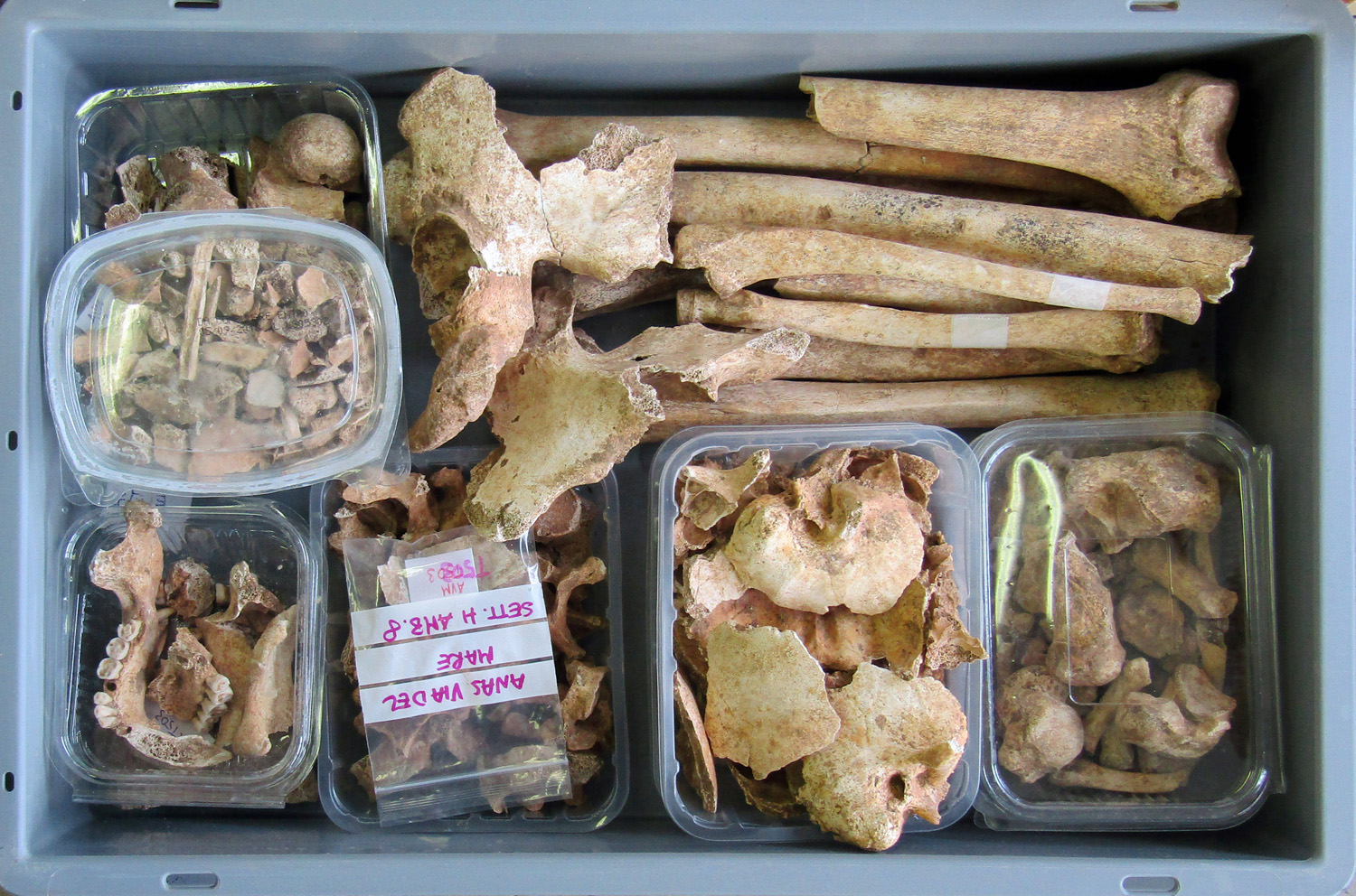 reperti antropologici pertinenti a un unico individuo, reperto osteo-dentario (morfologia naturale, inumato) (PERIODIZZAZIONI/ STORIA/ Età antica/ Età romana/ Età romana imperiale)