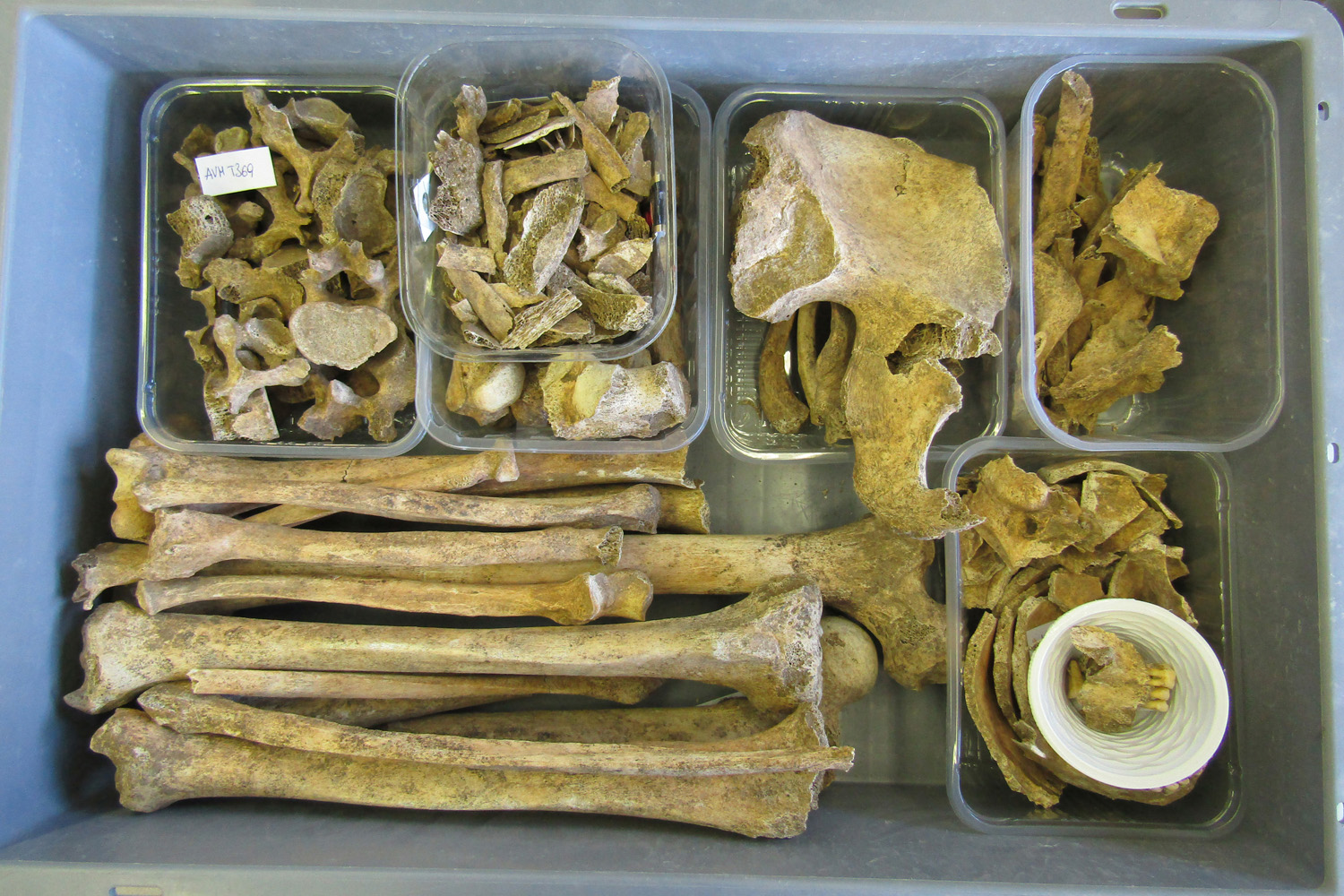 reperti antropologici pertinenti a un unico individuo, reperto osteo-dentario (morfologia naturale, inumato) (PERIODIZZAZIONI/ STORIA/ Età antica/ Età romana/ Età romana imperiale)