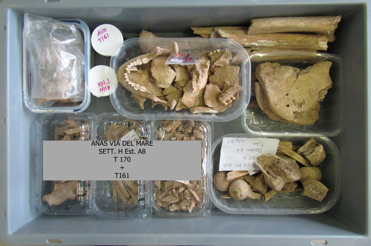 reperti antropologici pertinenti a un unico individuo, reperto osteo-dentario (morfologia naturale, inumato) (PERIODIZZAZIONI/ STORIA/ Età antica/ Età romana/ Età romana imperiale)