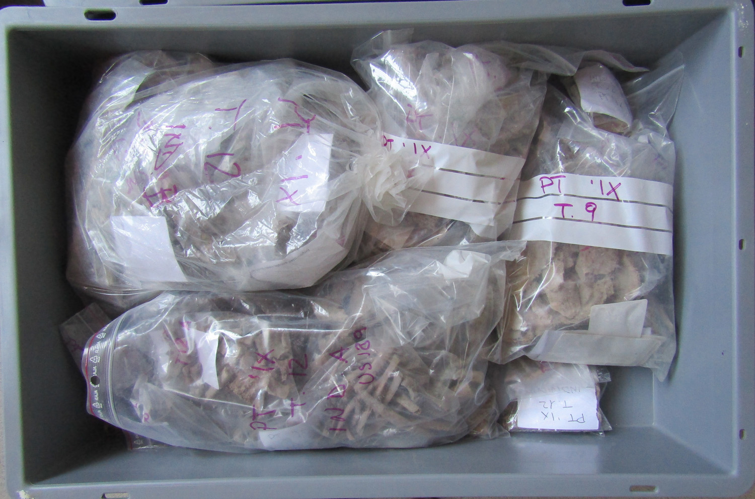 reperti antropologici pertinenti a un unico individuo, reperto osteo-dentario (morfologia naturale, inumato) (SECOLI/ ARCHI DI SECOLI/ VI - VII)