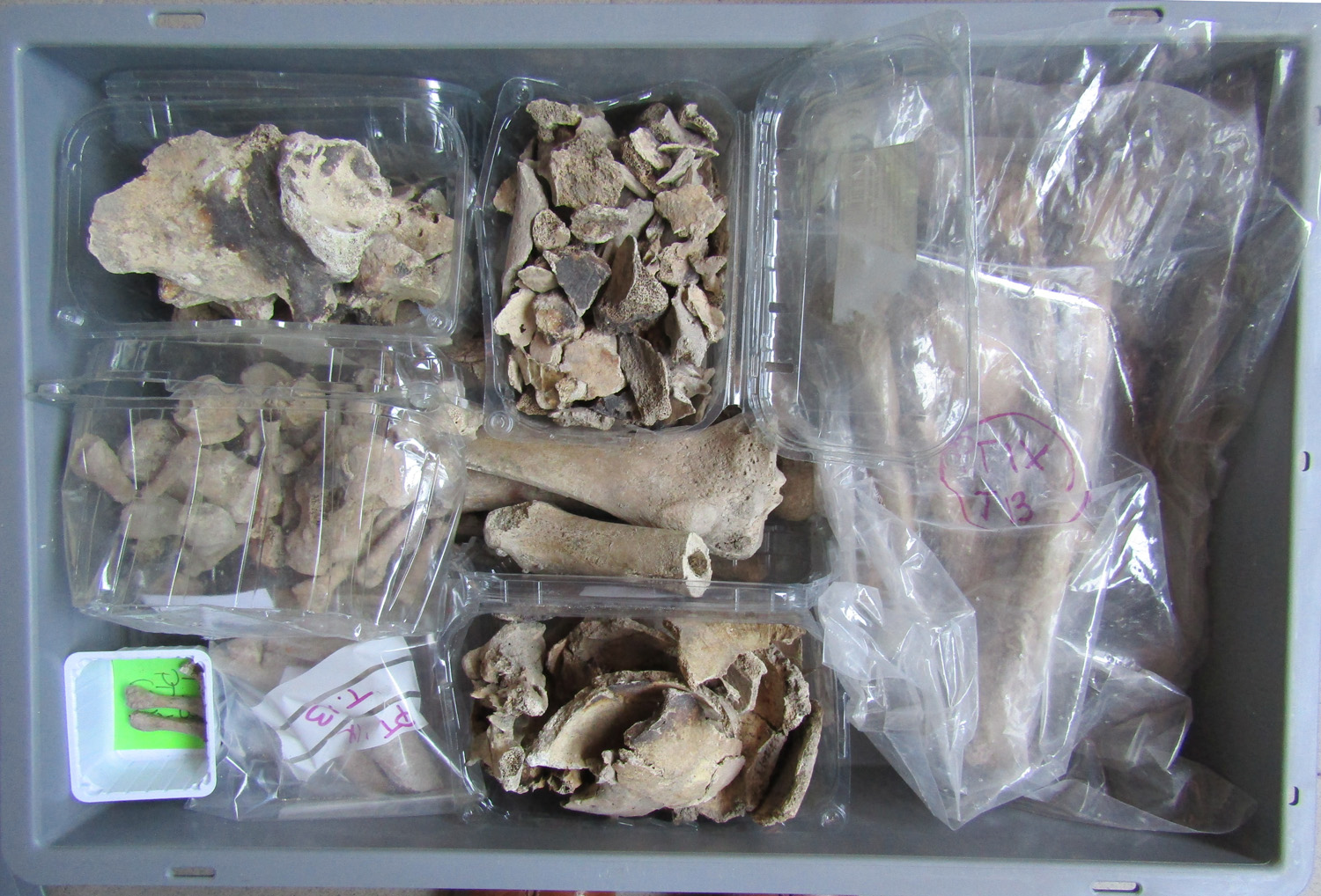 reperti antropologici pertinenti a un unico individuo, reperto osteo-dentario (morfologia naturale, inumato) (SECOLI/ ARCHI DI SECOLI/ VI - VII)