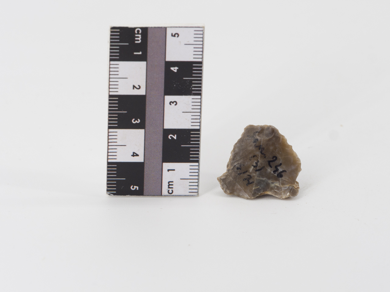 scheggia (PERIODIZZAZIONI/ PREISTORIA/ Paleolitico)