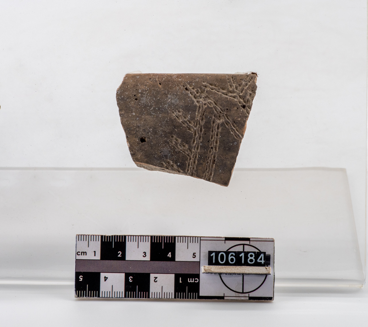 olla/ parete (PERIODIZZAZIONI/ PREISTORIA/ Neolitico)