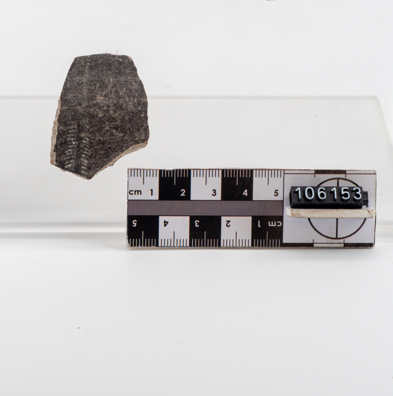 ciotola/ orlo (PERIODIZZAZIONI/ PREISTORIA/ Neolitico)