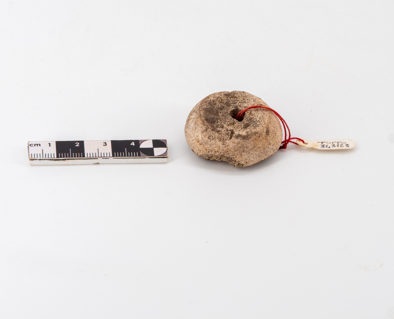 fuseruola/ a superficie liscia (inizio PERIODIZZAZIONI/ PROTOSTORIA/ Età del Bronzo/ Età del Bronzo medio)