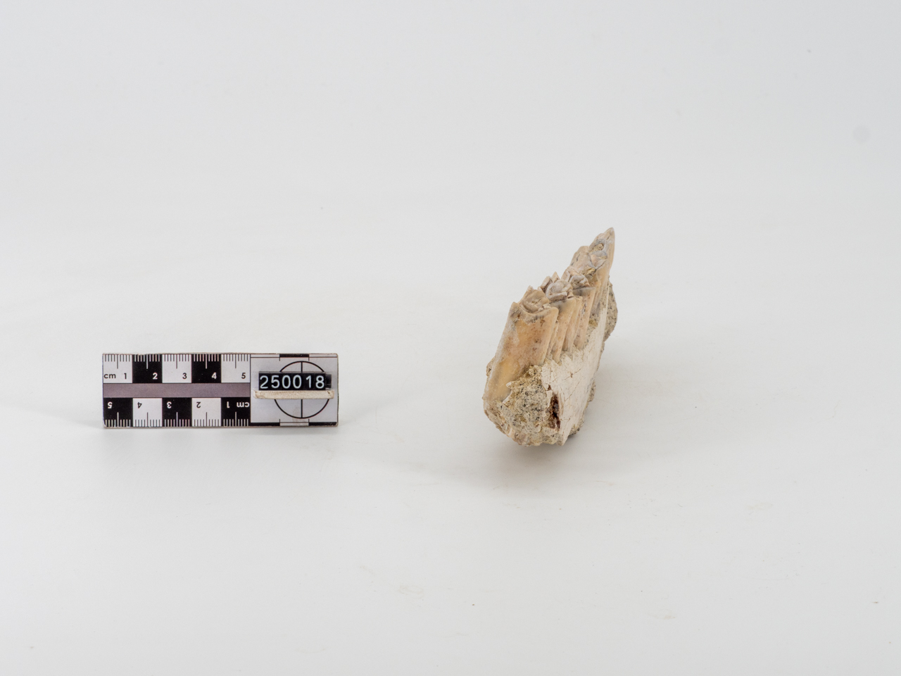 VERTEBRATI/ MAMMIFERI (esemplare)