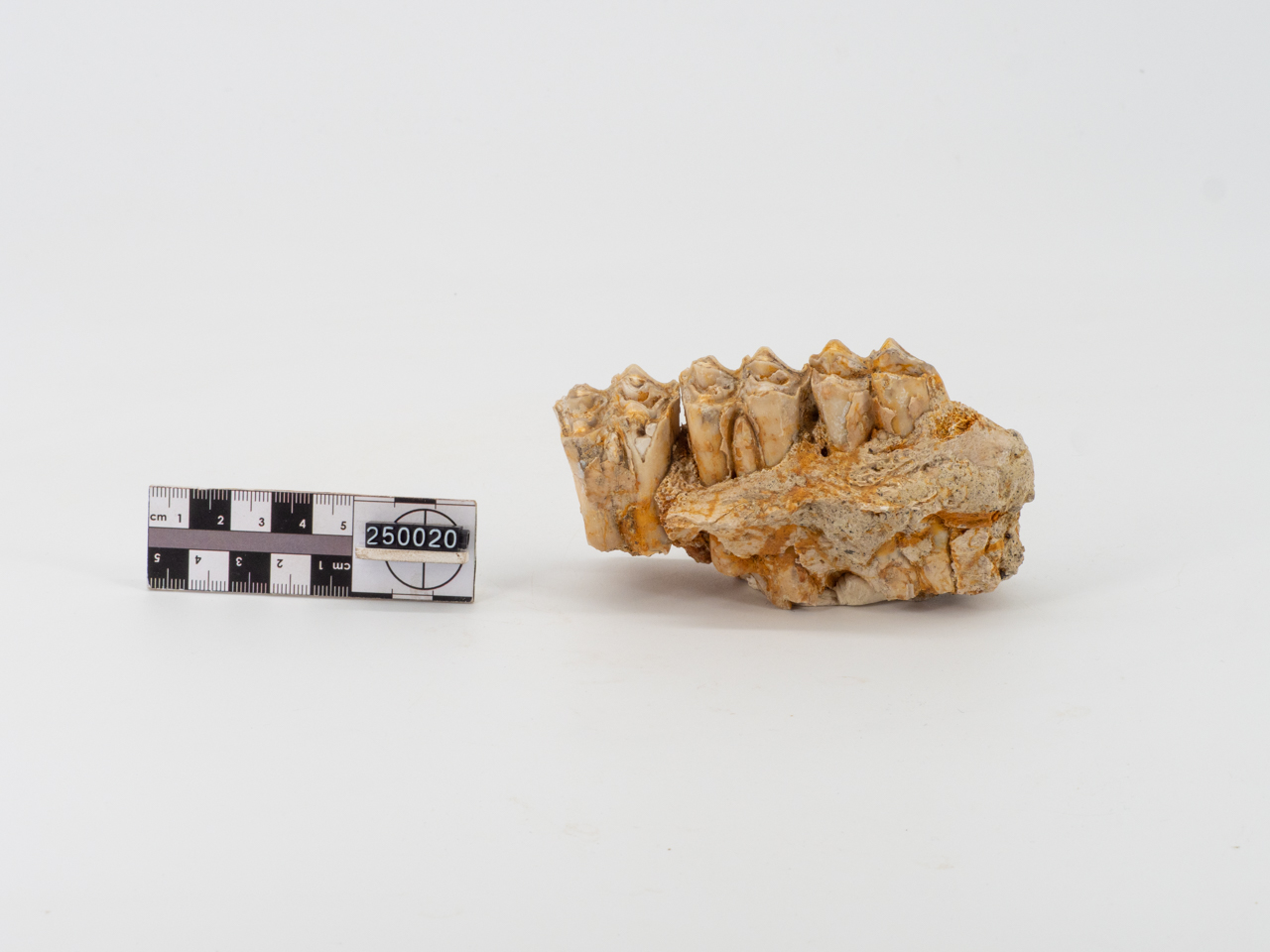 VERTEBRATI/ MAMMIFERI (esemplare)