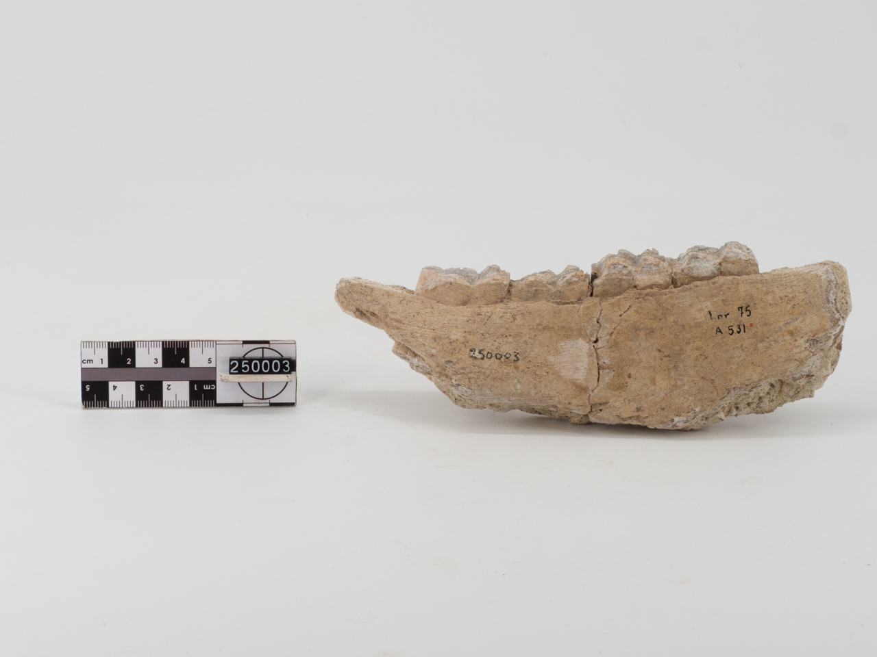 VERTEBRATI/ MAMMIFERI (esemplare)