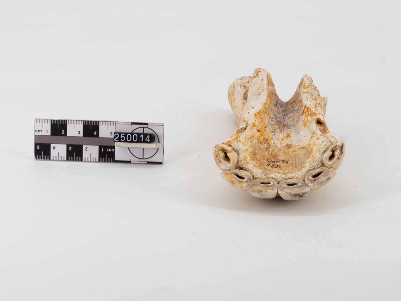 VERTEBRATI/ MAMMIFERI (esemplare)