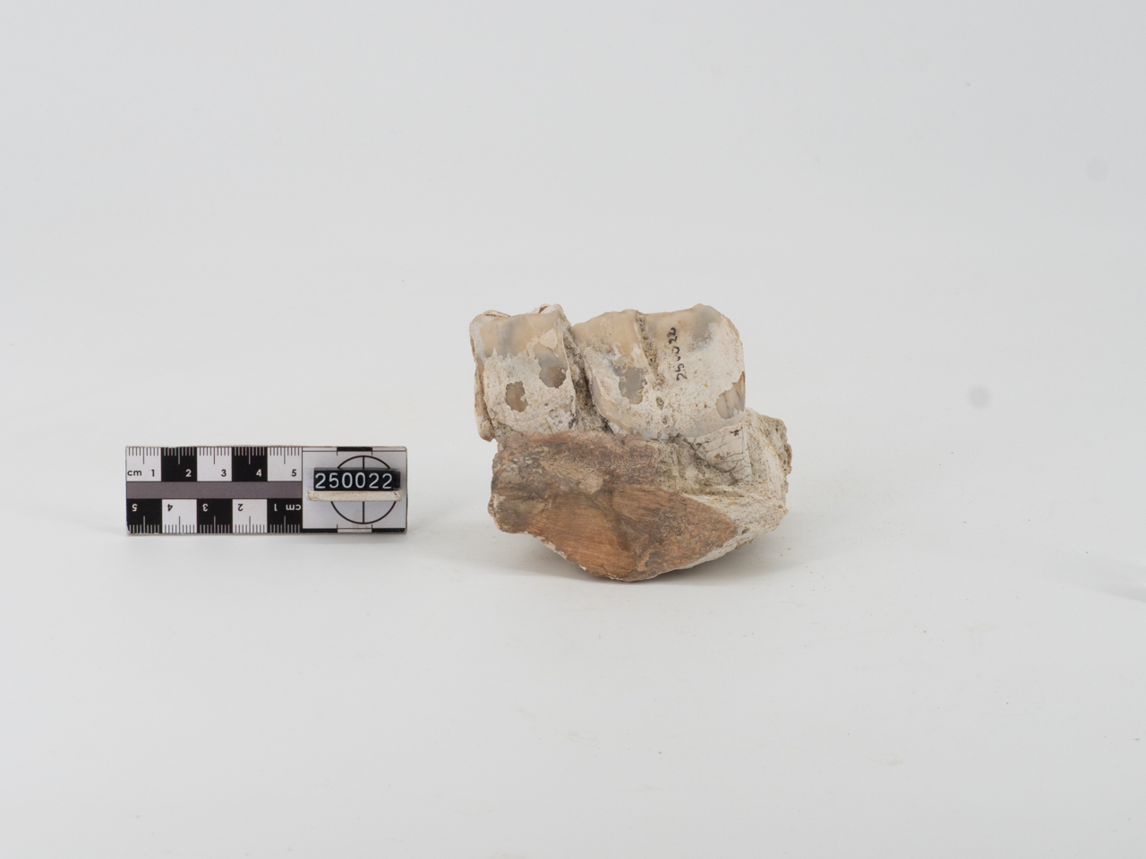VERTEBRATI/ MAMMIFERI (esemplare)