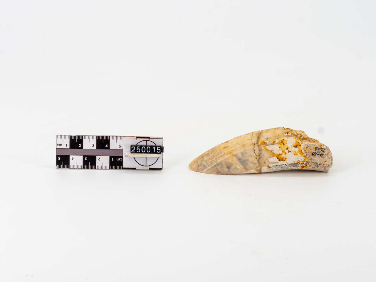 VERTEBRATI/ MAMMIFERI (esemplare)