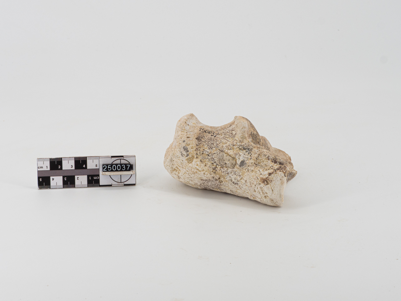 VERTEBRATI/ MAMMIFERI (esemplare)