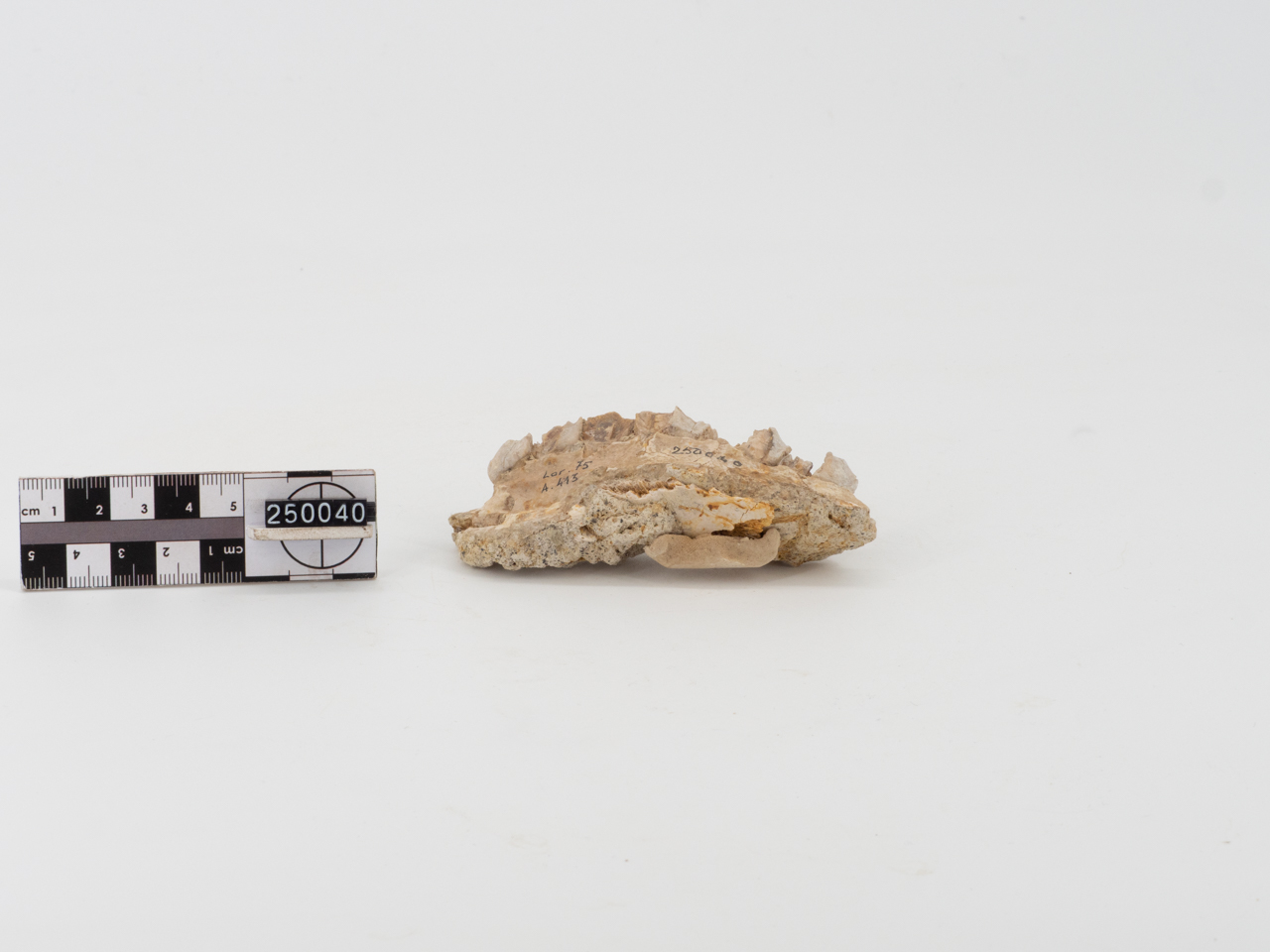 VERTEBRATI/ MAMMIFERI (esemplare)