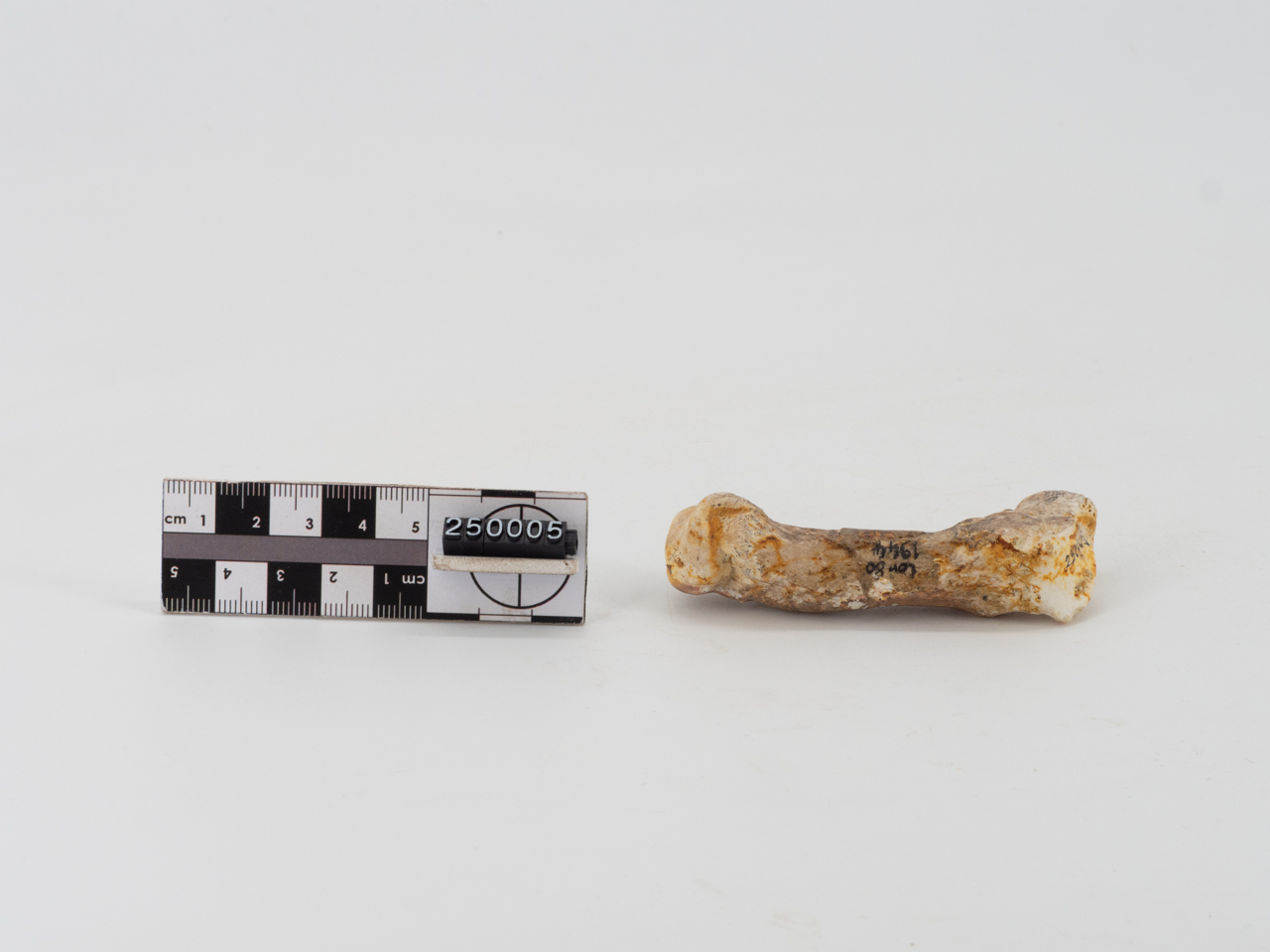VERTEBRATI/ MAMMIFERI (esemplare)
