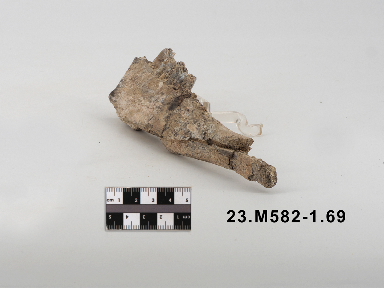 VERTEBRATI/ MAMMIFERI (esemplare)