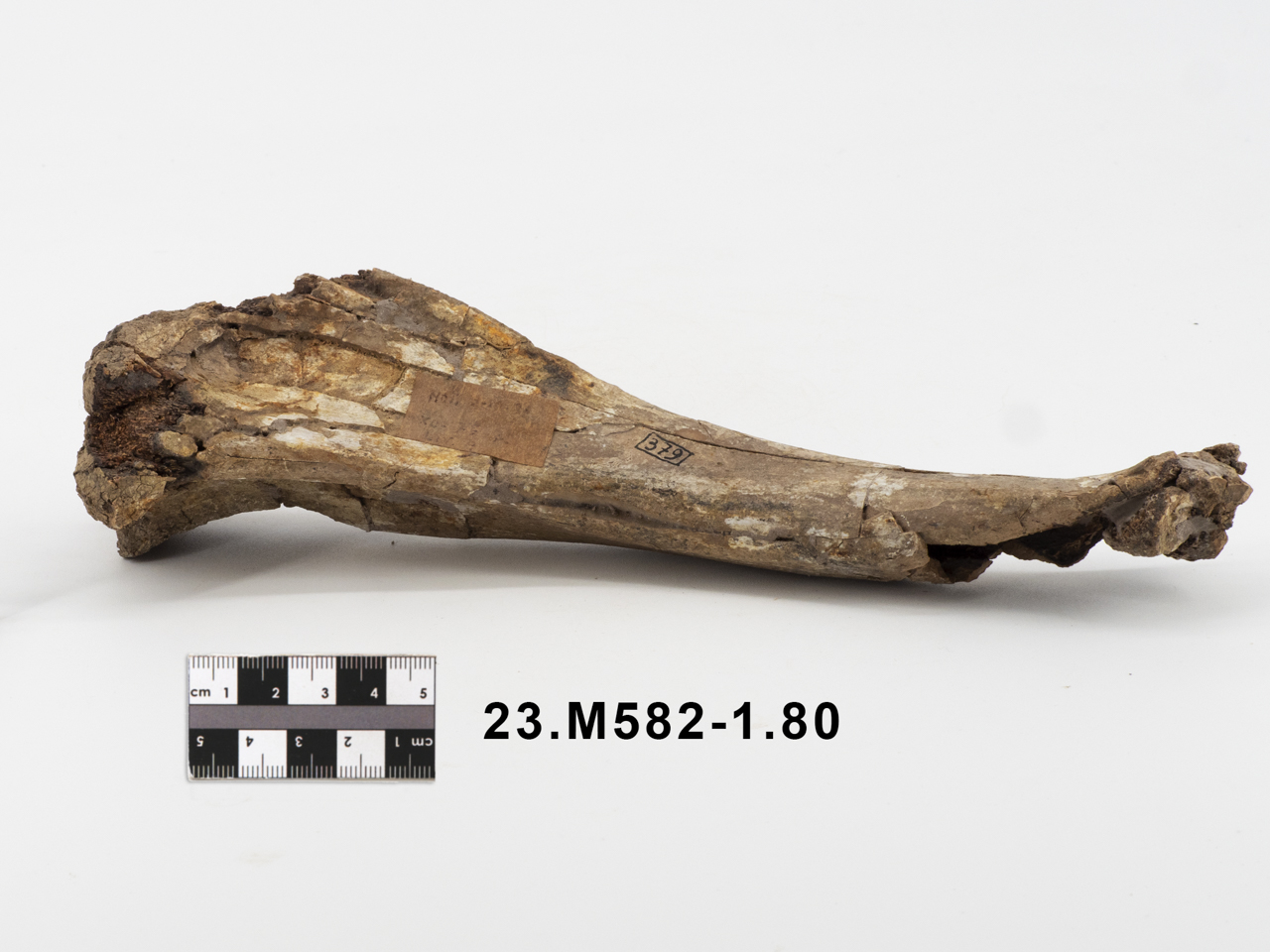 VERTEBRATI/ MAMMIFERI (esemplare)
