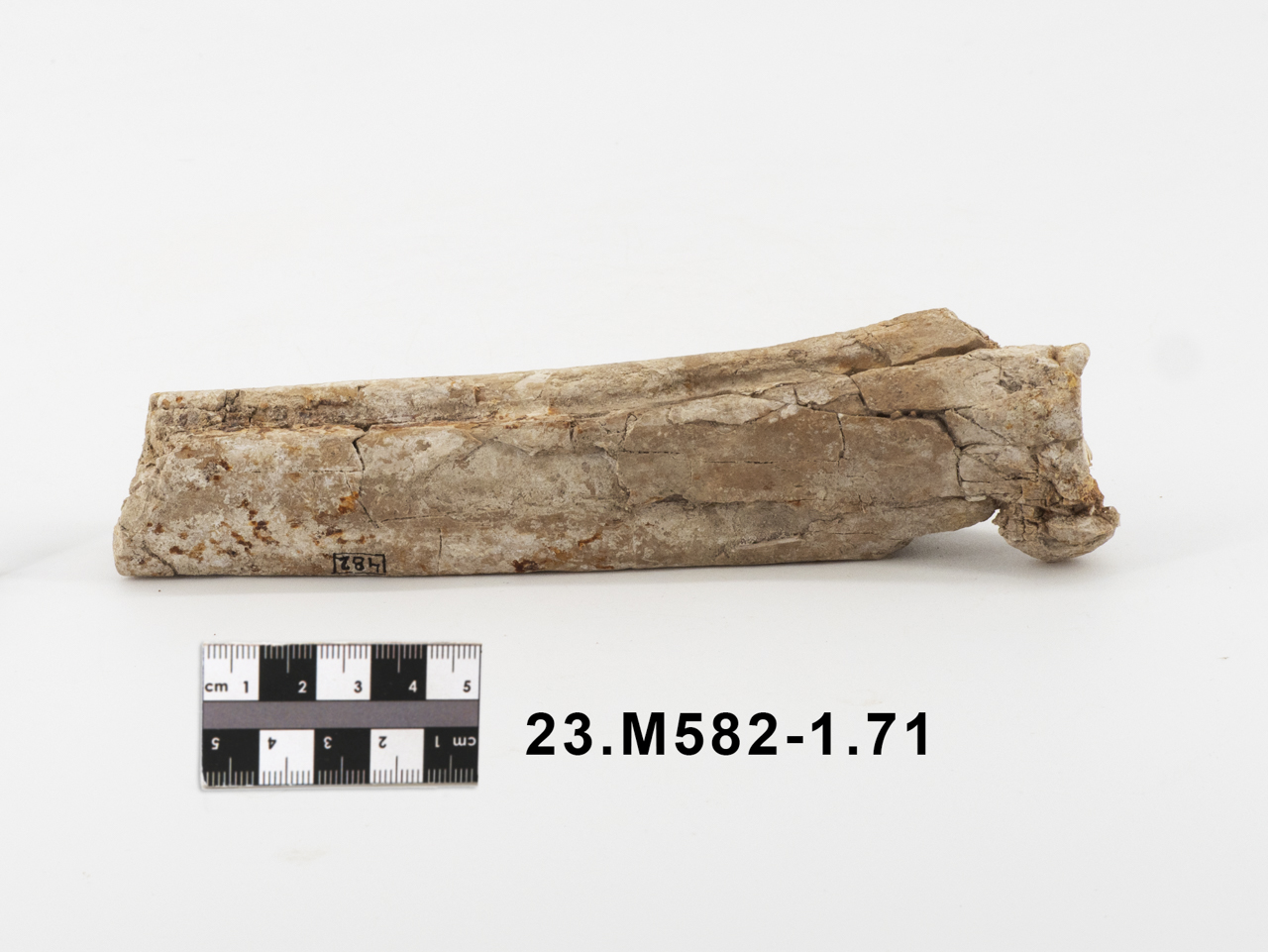 VERTEBRATI/ MAMMIFERI (esemplare)