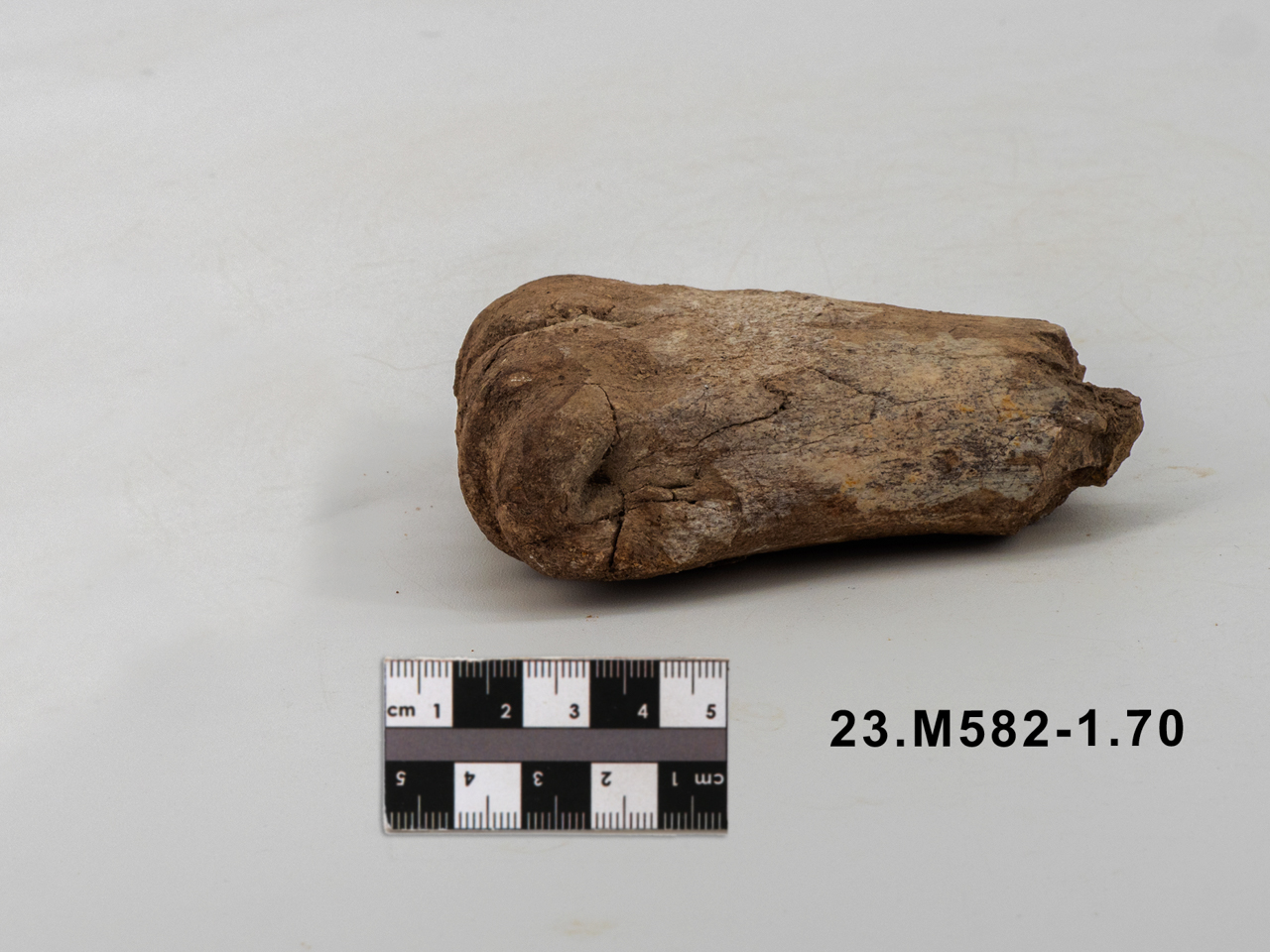 VERTEBRATI/ MAMMIFERI (esemplare)