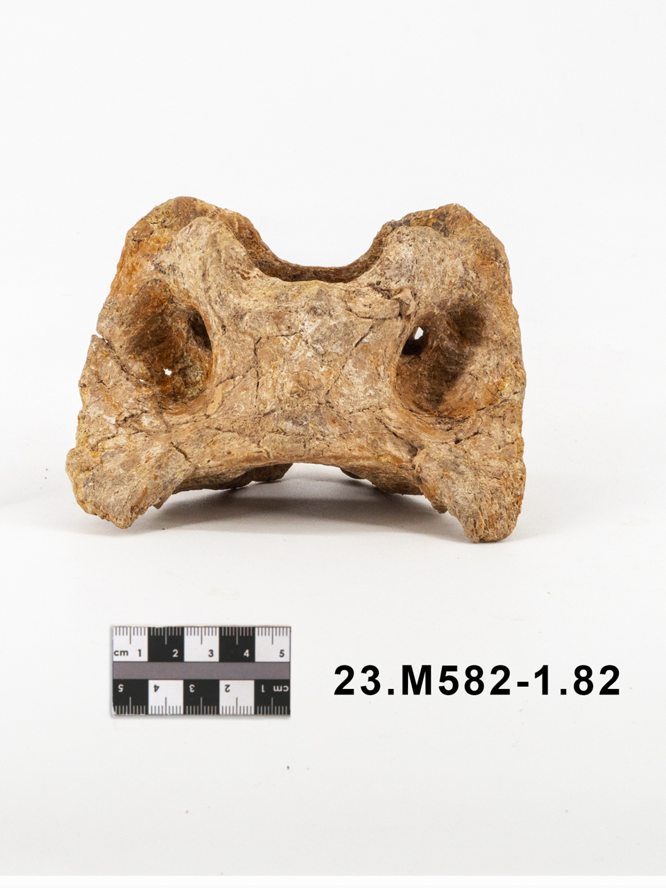 VERTEBRATI/ MAMMIFERI/ cervo (esemplare)