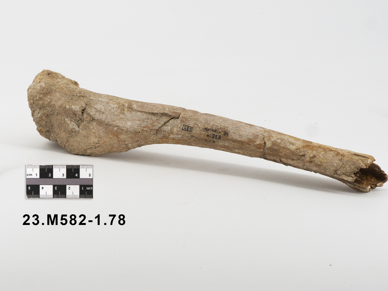 VERTEBRATI/ MAMMIFERI/ cervo (esemplare)