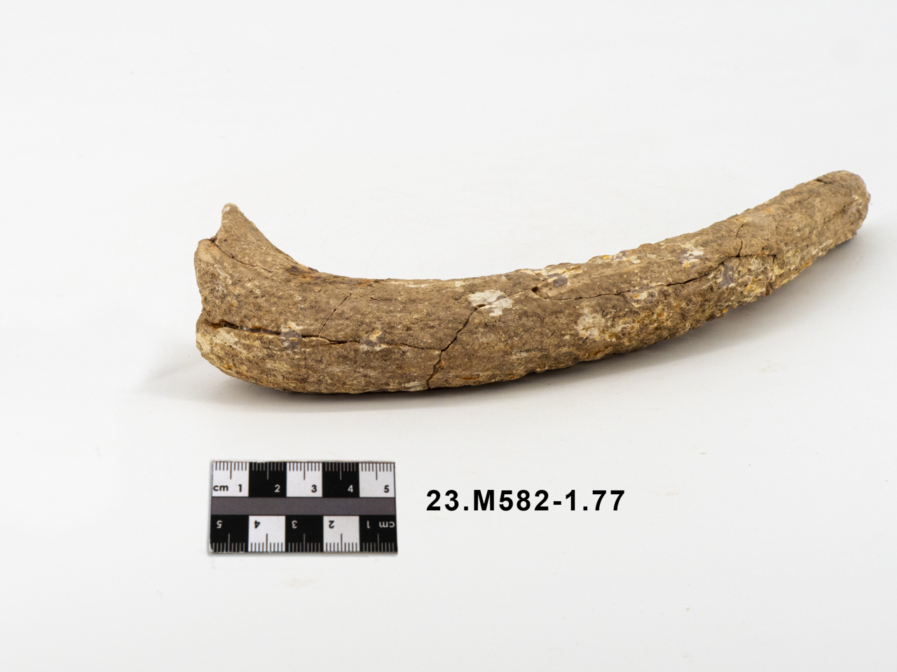 VERTEBRATI/ MAMMIFERI/ cervo (esemplare)