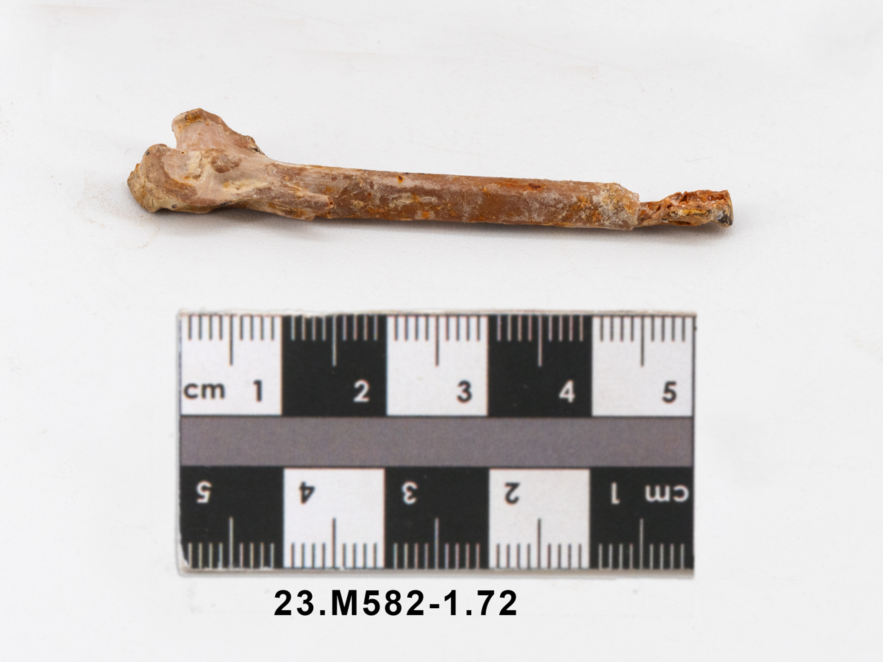 VERTEBRATI/ UCCELLI/ oca (esemplare)