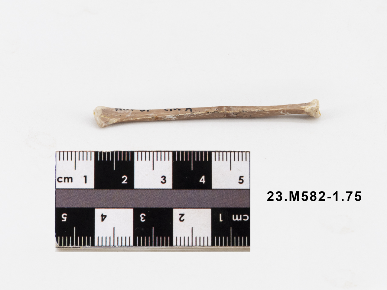 VERTEBRATI/ UCCELLI/ anatra (esemplare)
