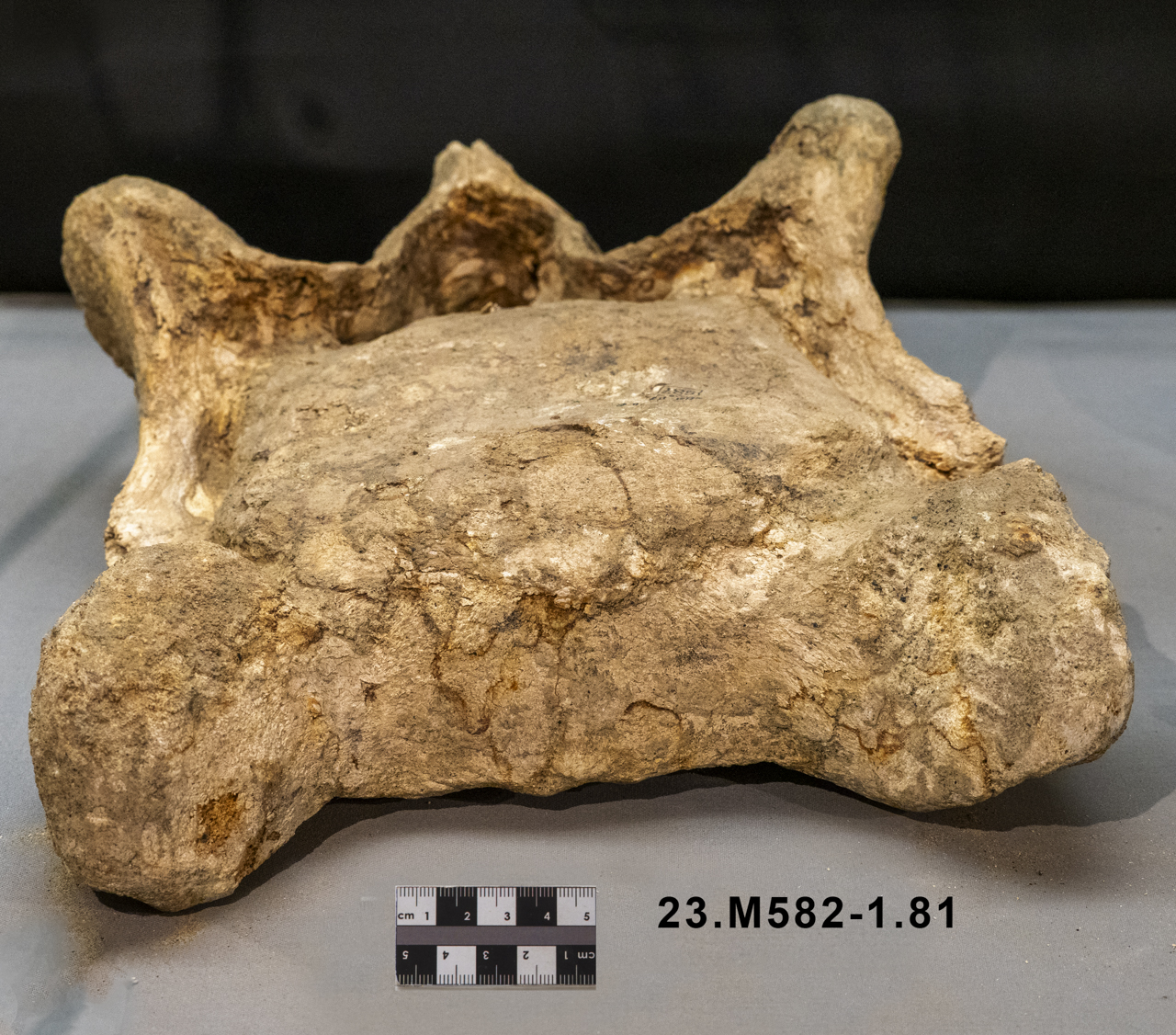 VERTEBRATI/ MAMMIFERI/ elefante (esemplare)