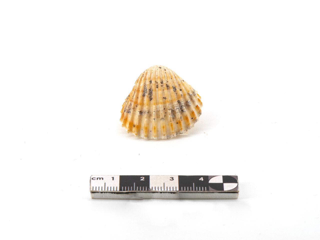 pendente (PERIODIZZAZIONI/ PREISTORIA/ Neolitico)