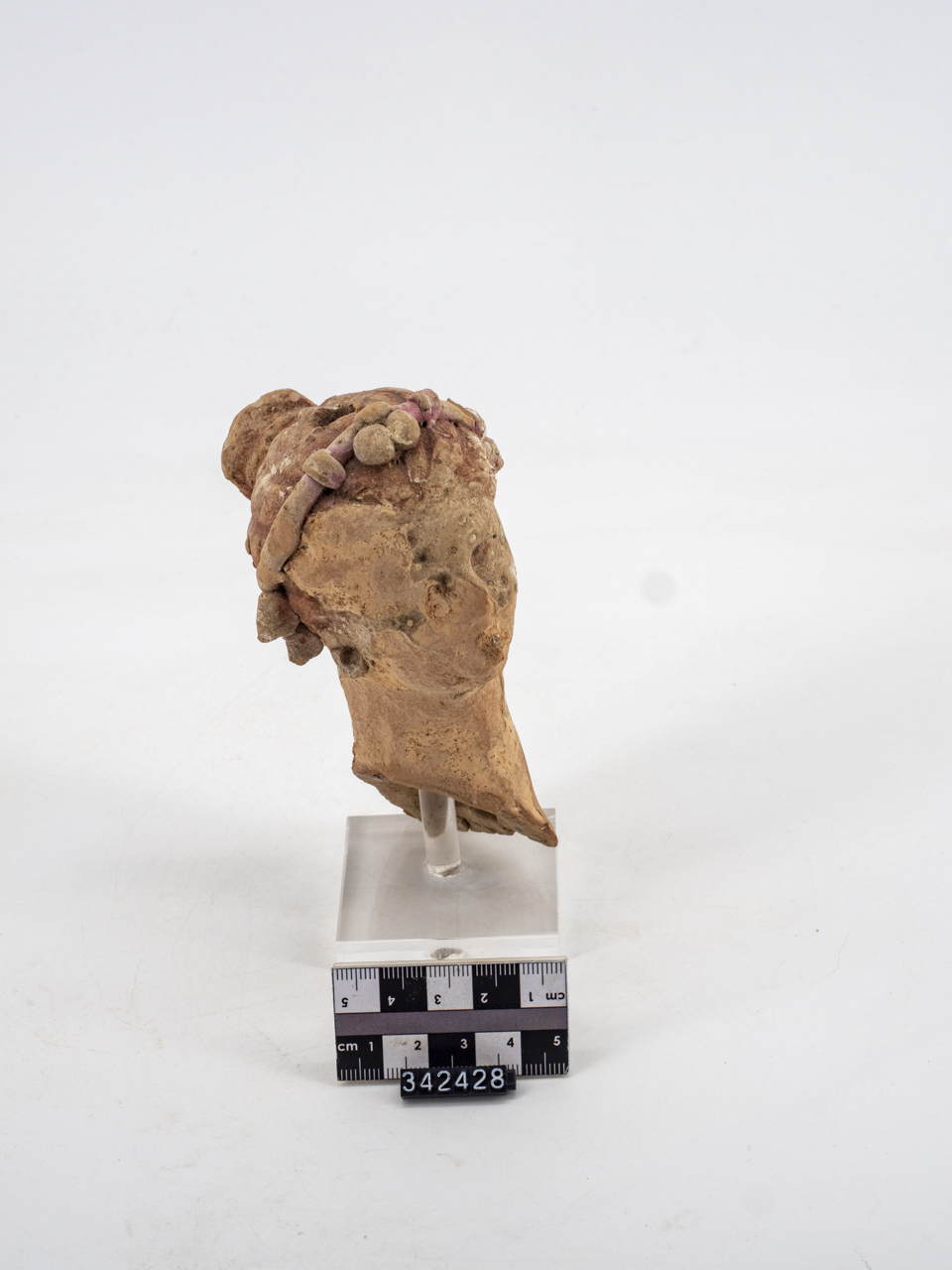 testa/ femminile, canosina (ca SECOLI/ ARCHI DI SECOLI/ IV a.C.-III a.C)