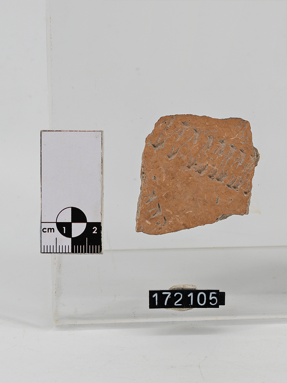 frammento (Neolitico Antico)