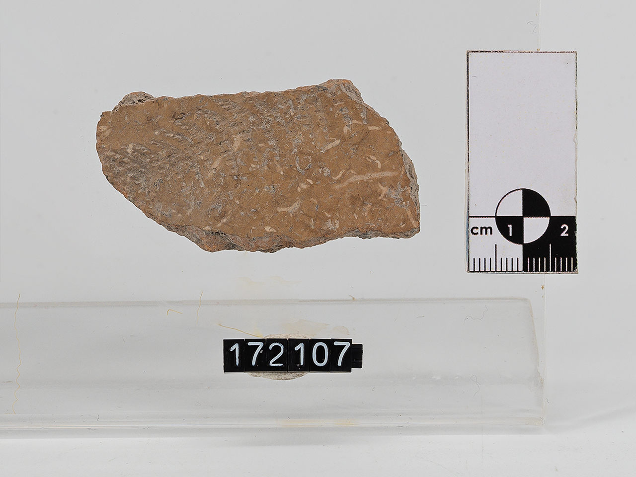 frammento (Neolitico Antico)