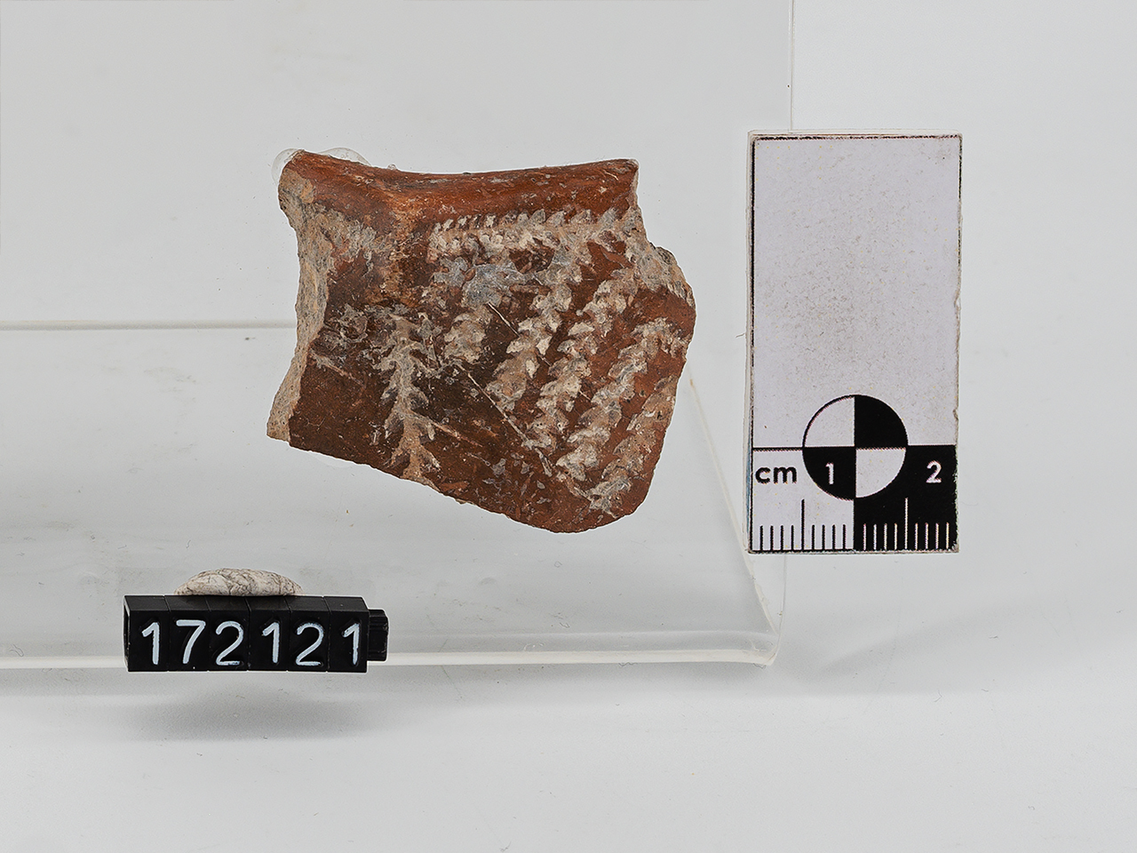 frammento (Neolitico Antico)