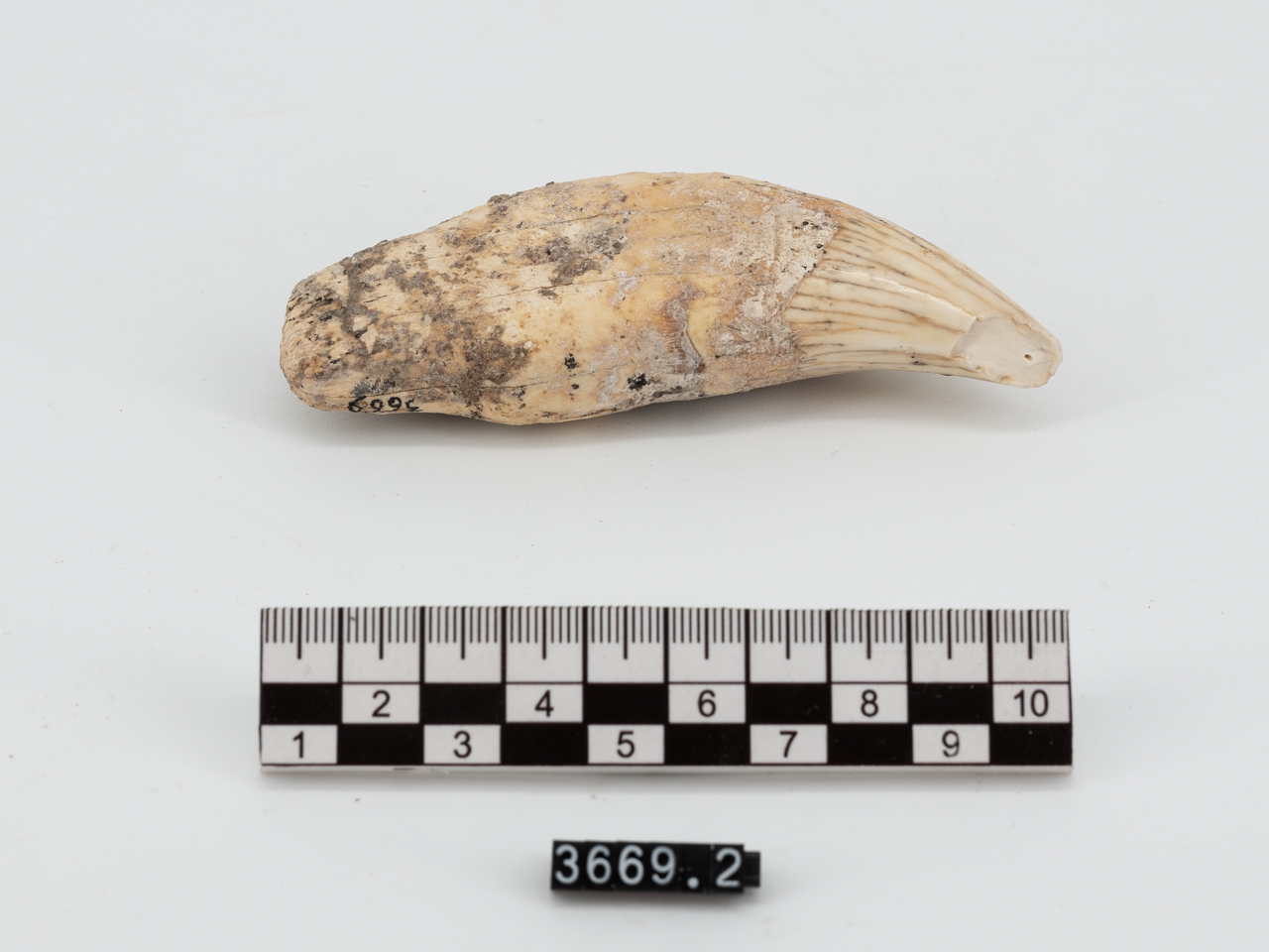 VERTEBRATI/ MAMMIFERI/ Ursus spelaeus (esemplare) - Faune del Quaternario