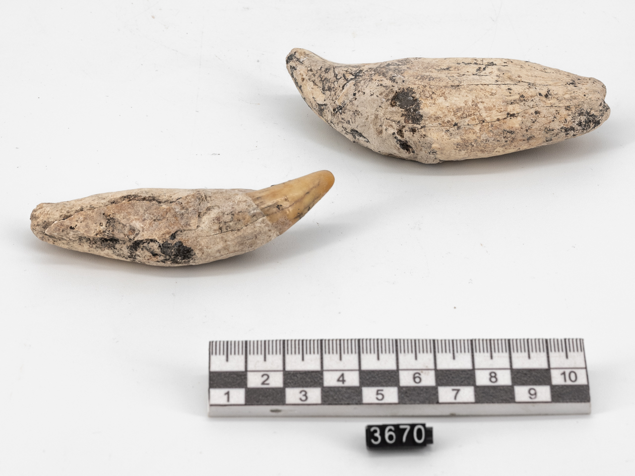 oggetto non identificato, Denti canini (PERIODIZZAZIONI/ ERE GEOLOGICHE/ Precambriano/ Fanerozoico/ Cenozoico/ Quaternario)