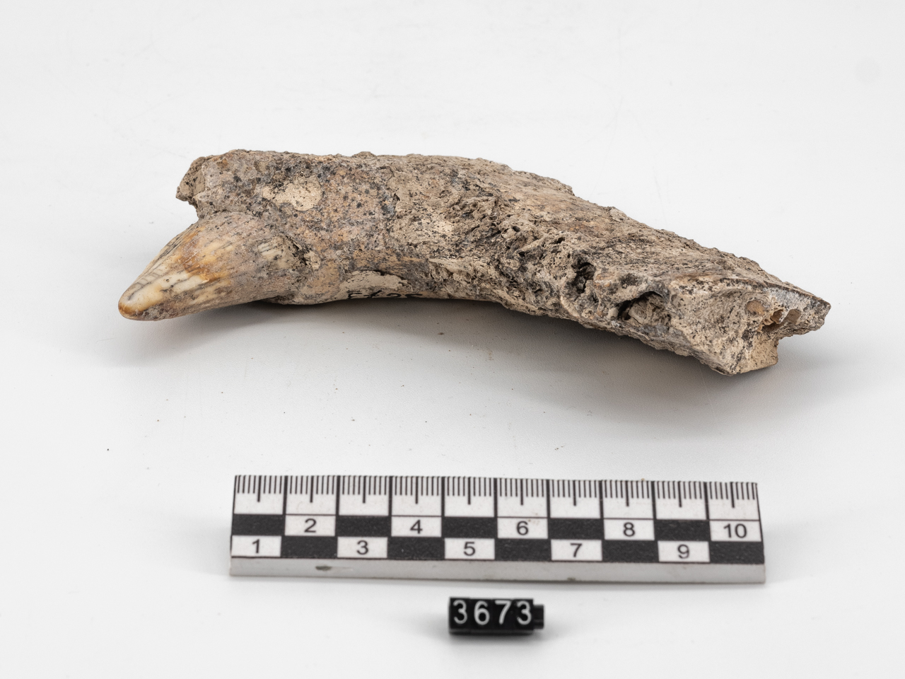 frammento, Branca mandibolare (PERIODIZZAZIONI/ ERE GEOLOGICHE/ Precambriano/ Fanerozoico/ Cenozoico/ Quaternario)