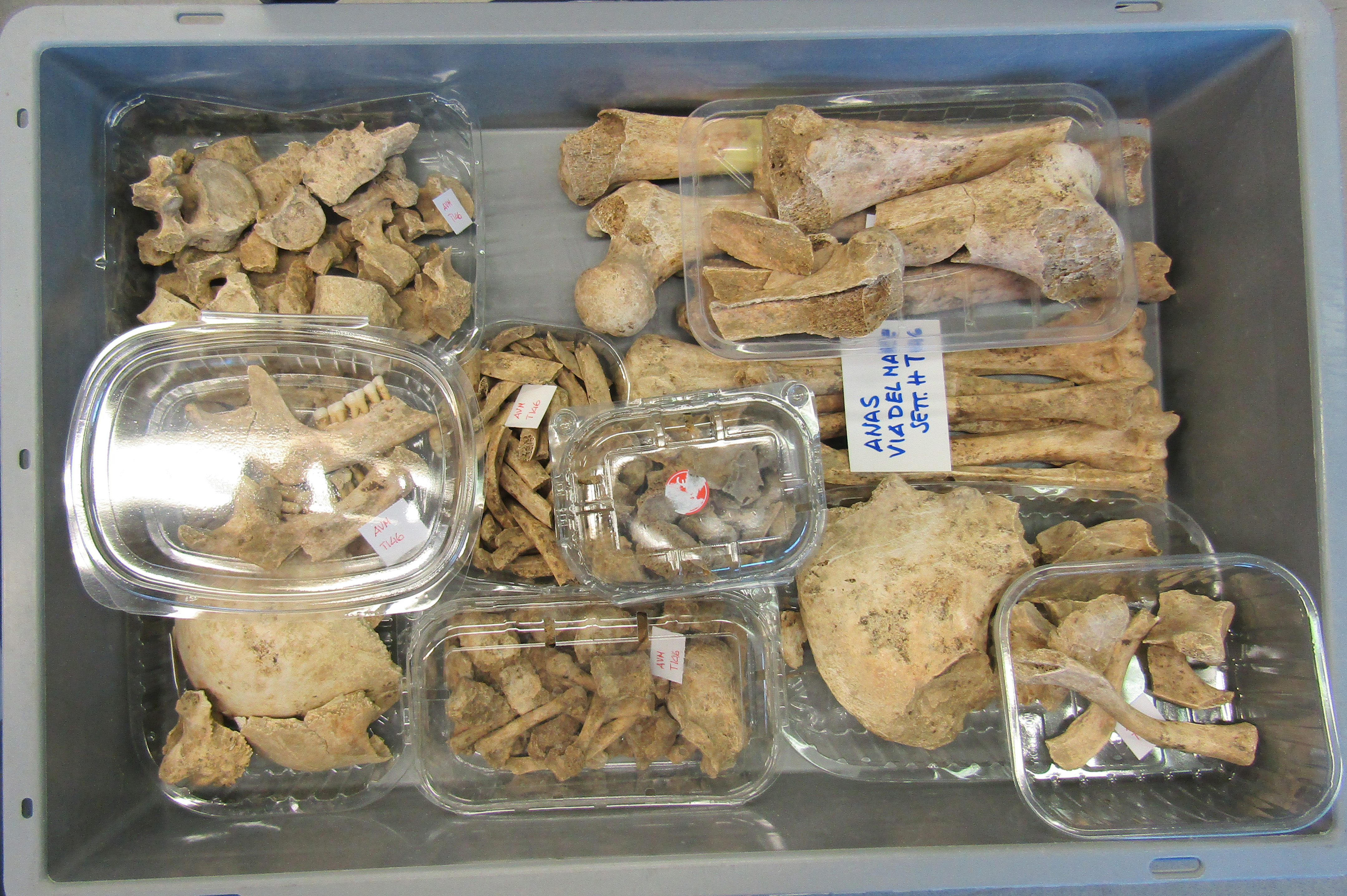 singolo reperto antropologico, reperto osteo-dentario (PERIODIZZAZIONI/ STORIA/ Età antica/ Età romana/ Età romana imperiale)